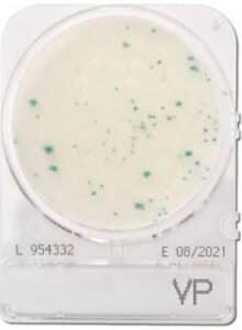 Đĩa kiểm tra nhanh Vibrio Parahaemolyticus